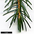 SpeciesSub: var. complanata